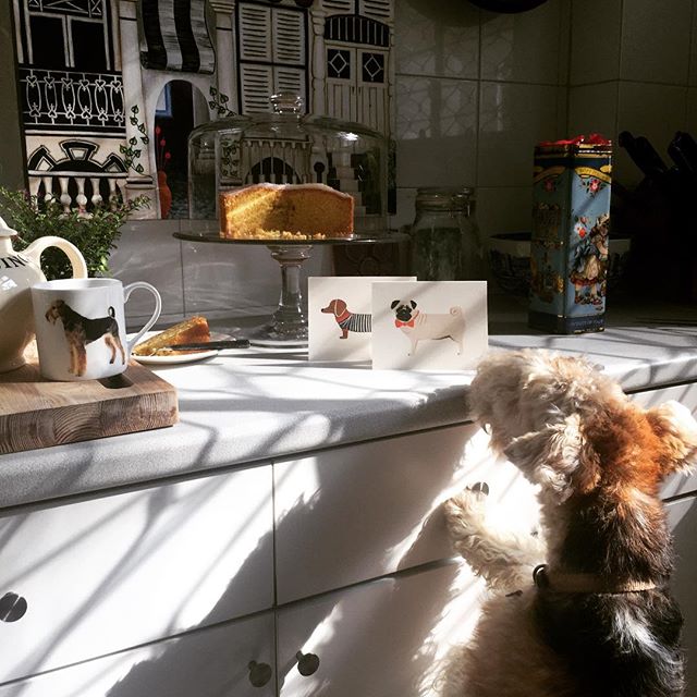 Is he checking out these gorgeous fellow canines from @riflepaperco or is he after the cake? Hmm...#wirefoxterrier #riflepaperco #cute #greetingcards #dogsofinstagram #thatsdarling #stationery #cards