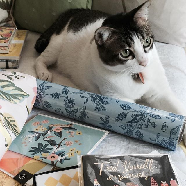 Wrapping birthday pressies for my special Alexandra  with her beloved Skimbleshanks keeping me company, and managed to sneak a pic of him looking particularly beautiful. This is for you darling daughter!#riflepaperco #cat #card #greeting cards #stationery #stationeryaddict #catsofinstagram #thatsdarling #happybirthday