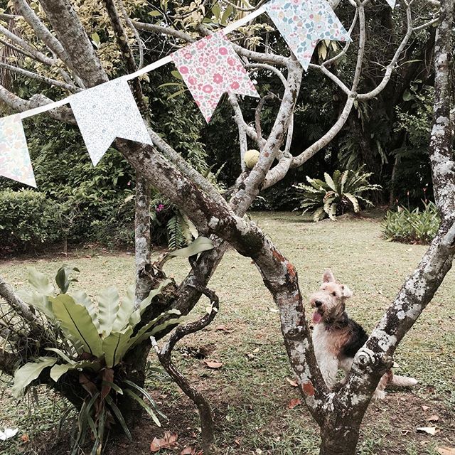 Is Wellington admiring Meri Meri's gorgeous Liberty bunting or is he gazing at something else?! A gentle reminder that South-East Asian orders for Meri Meri's fab 2016 range need to be received by the end of Friday. Can't WAIT for it to hit the shops!#merimeri #merimeriparty #bunting #libertyoflondon #party #partyware #dog #dogsofinstagram #wirefoxterrier #cute #thatsdarling #tropicalgarden #singapore