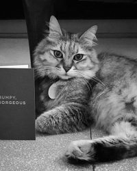 Black and white photo of a cat with a Lagom greetings card - Distributed by Steamship Trading Co. for greetings cards and home accessories distribution in Singapore and South East Asia.