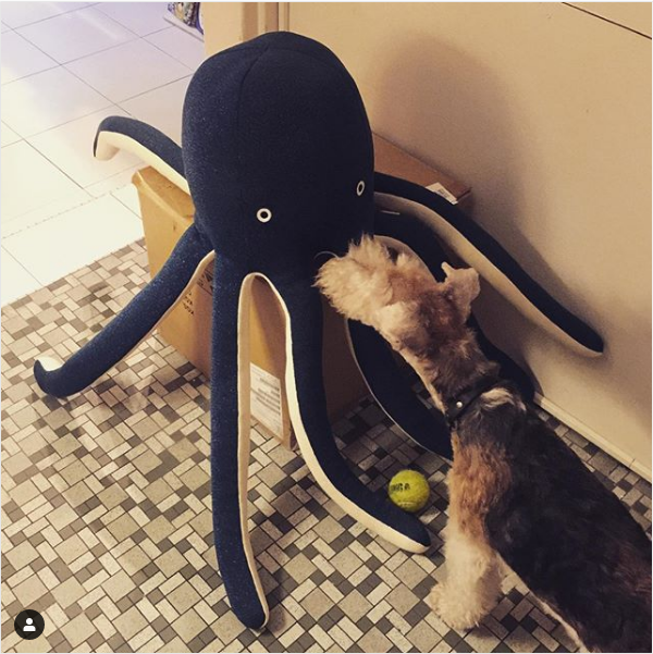 The unpacking continues and Wellie makes friends with Cosmo, the most MAGNIFICENT octopus I e’er did see! Everyone needs a Cosmo don’t you think?#merimeri #dogsofinstagram #octopus #friends